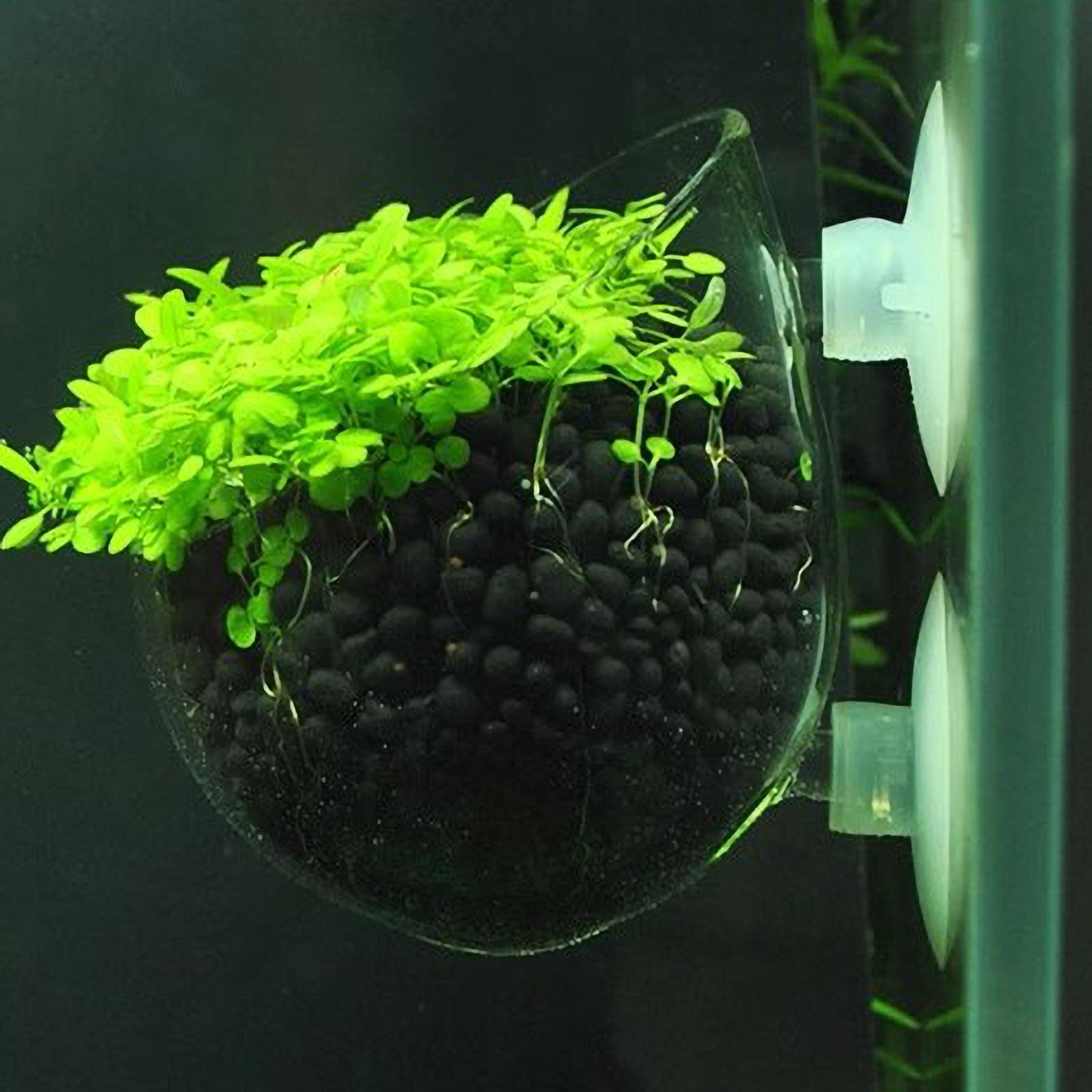 Planted Aquarium Media - Aquarium Plant Holder Glass Aquatic Plant