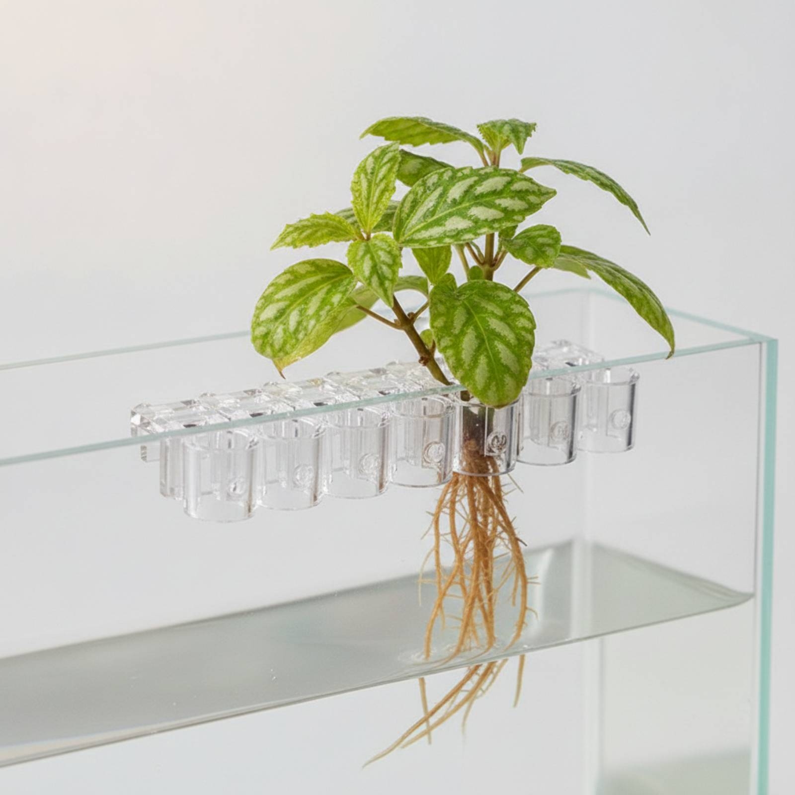 6 Pieces Aquarium Planter Clea - Aquarium Planting 评论和价格