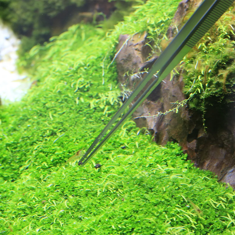 VIV ADA Quality Aquatic Pro Tw - Planted Aquarium Ada 评论和价格