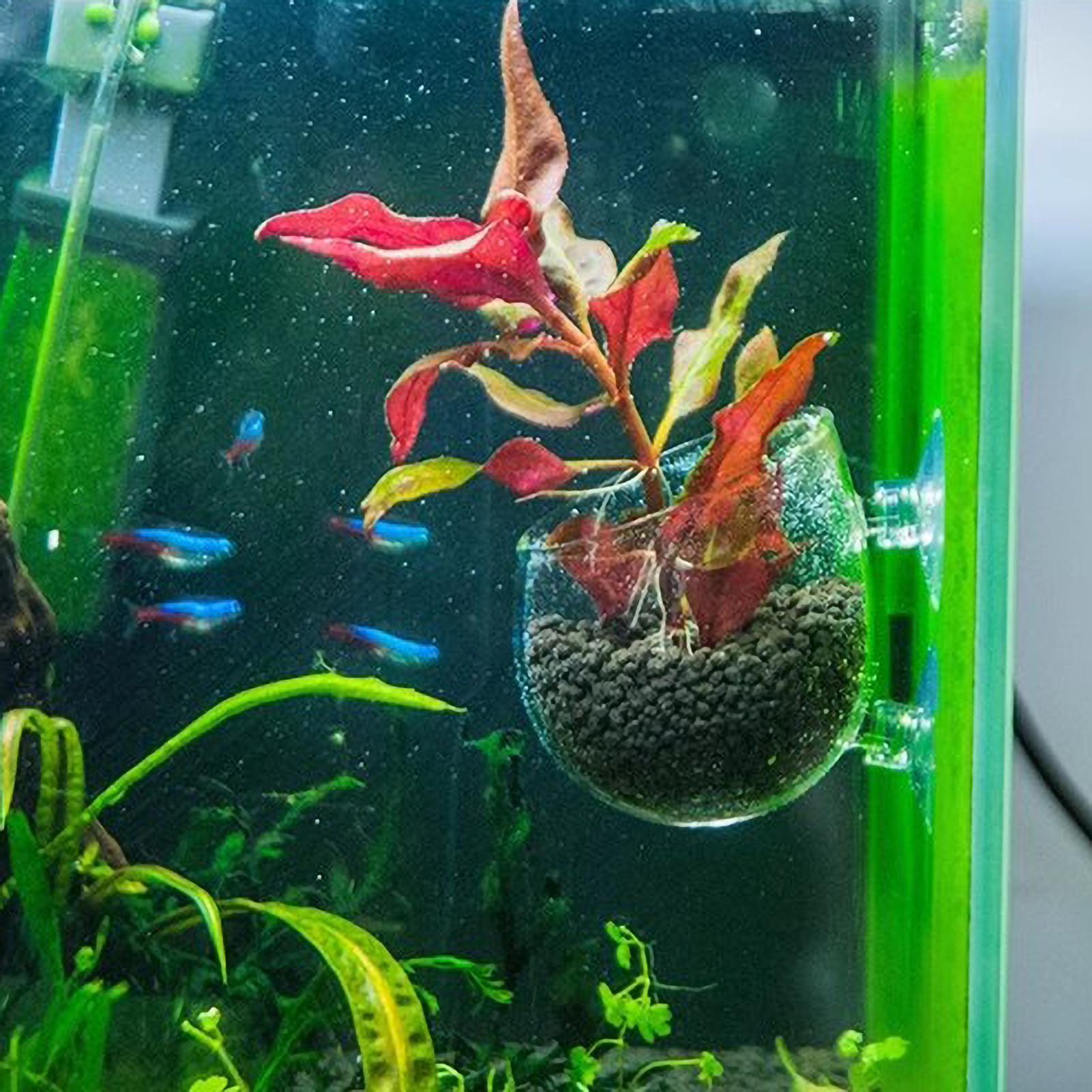 Aquarium Plant Holder Glass Aq - Planted Aquarium Media 评论和价格