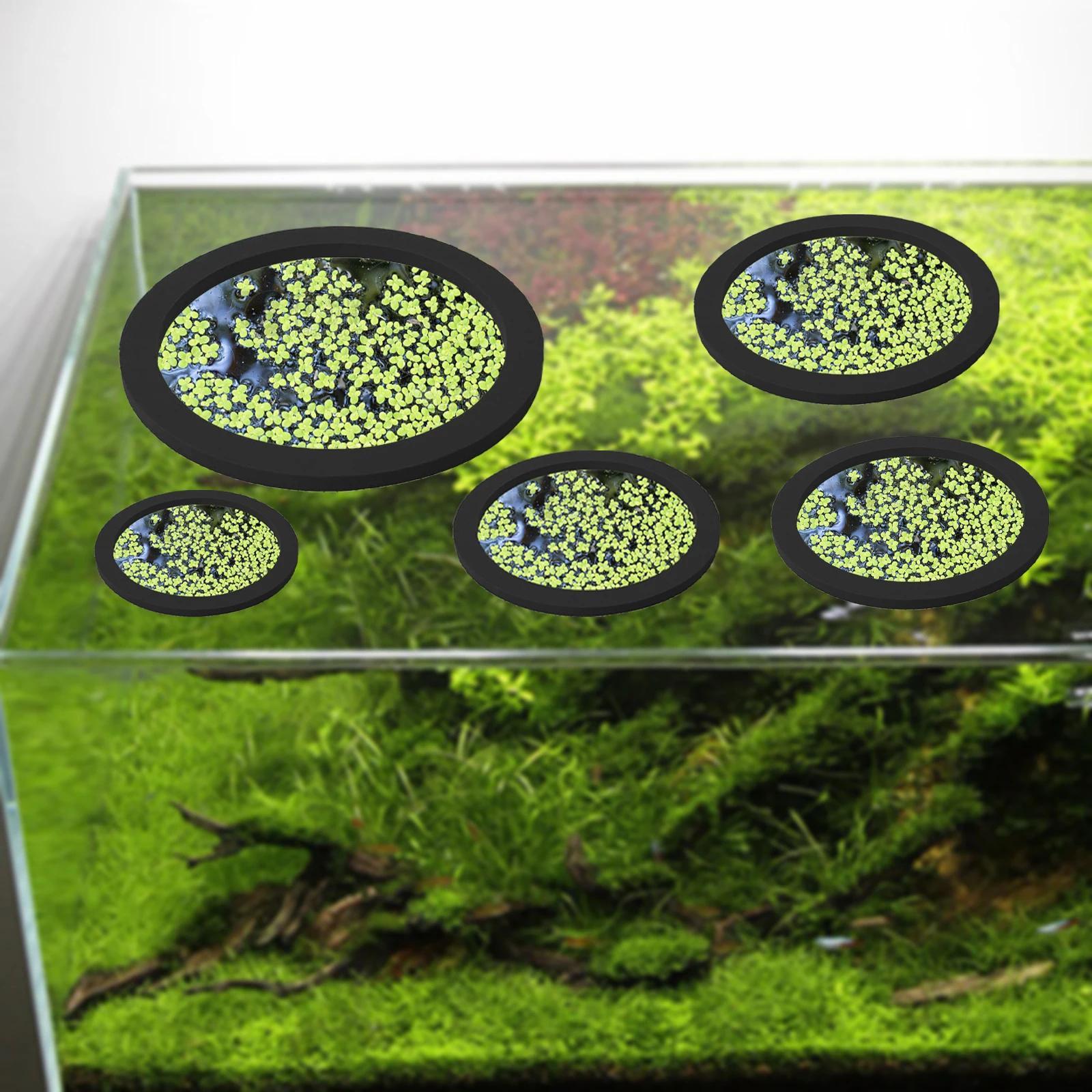 5Pcs EVA Fish Feeding Ring Aqu - Aquarium Planting 评论和价格