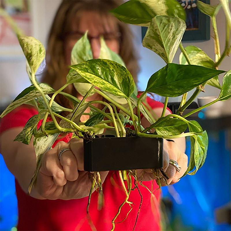 1 2 3Pcs Aquarium Plant Suppor - Aquarium Planted Setup 评论和价格