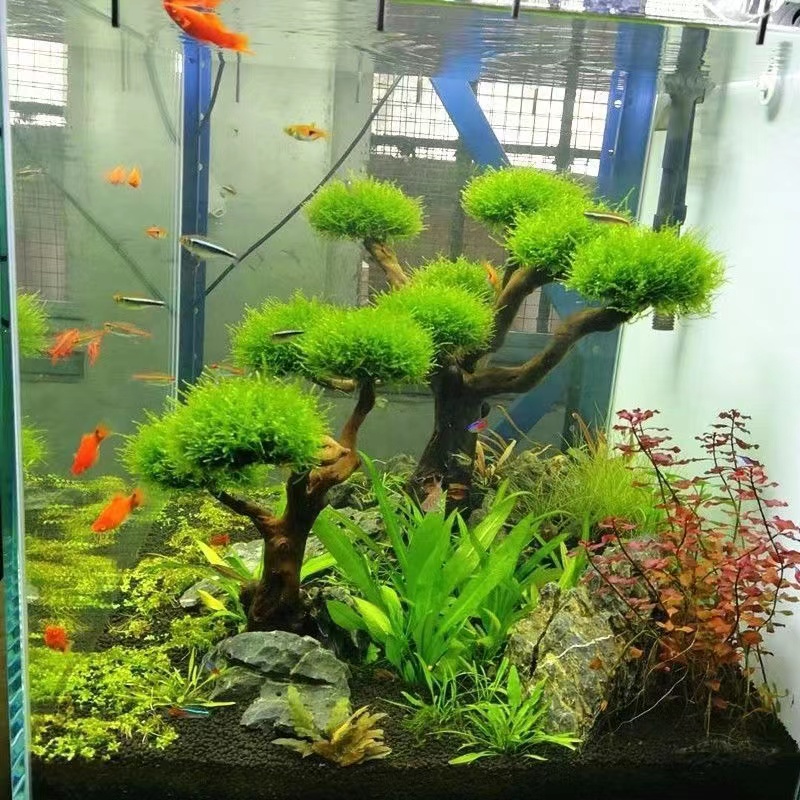 Fish tank greening wood frame  - Aquarium Planted Tree 评论和价格