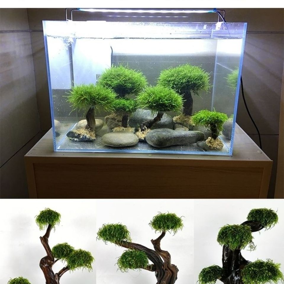 Fish tank greening wood frame  - Aquarium Planted Tree 评论和价格